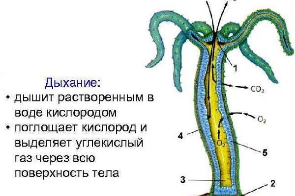 Kraken official