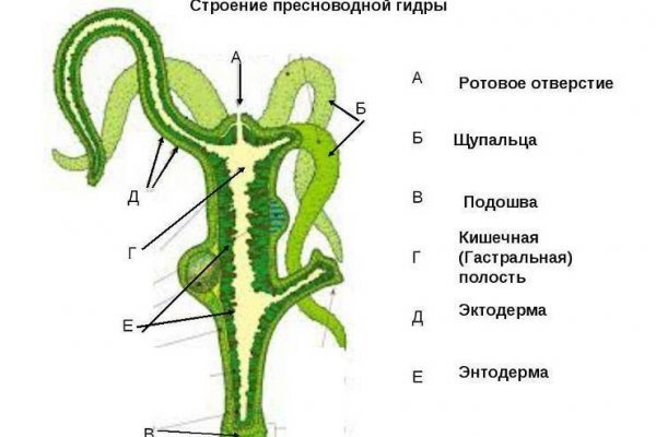 Kraken зеркало тор