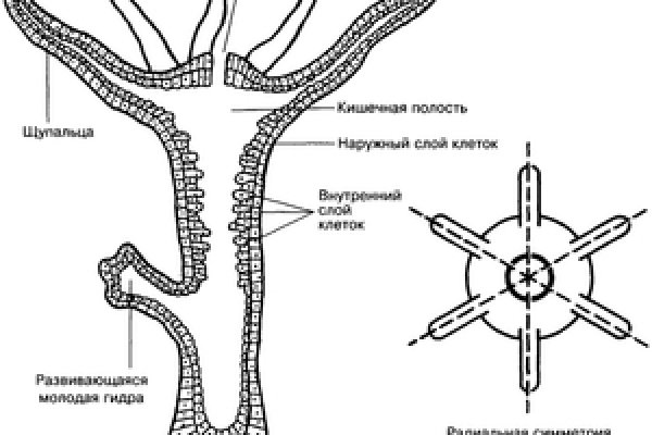 Не пришли деньги на кракен